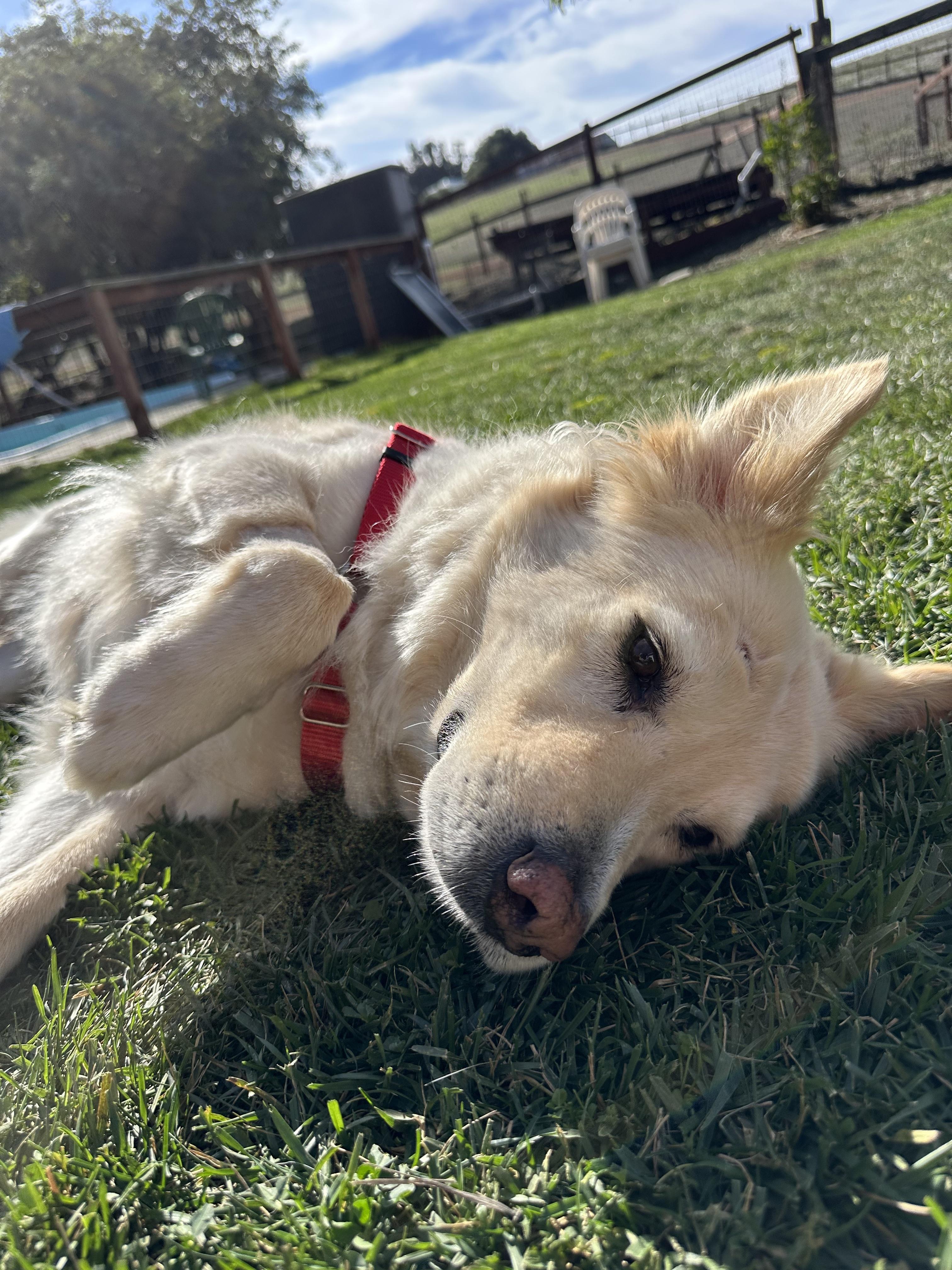 Joey, a Adoptable mixed breed in Petaluma, CA image 1/2