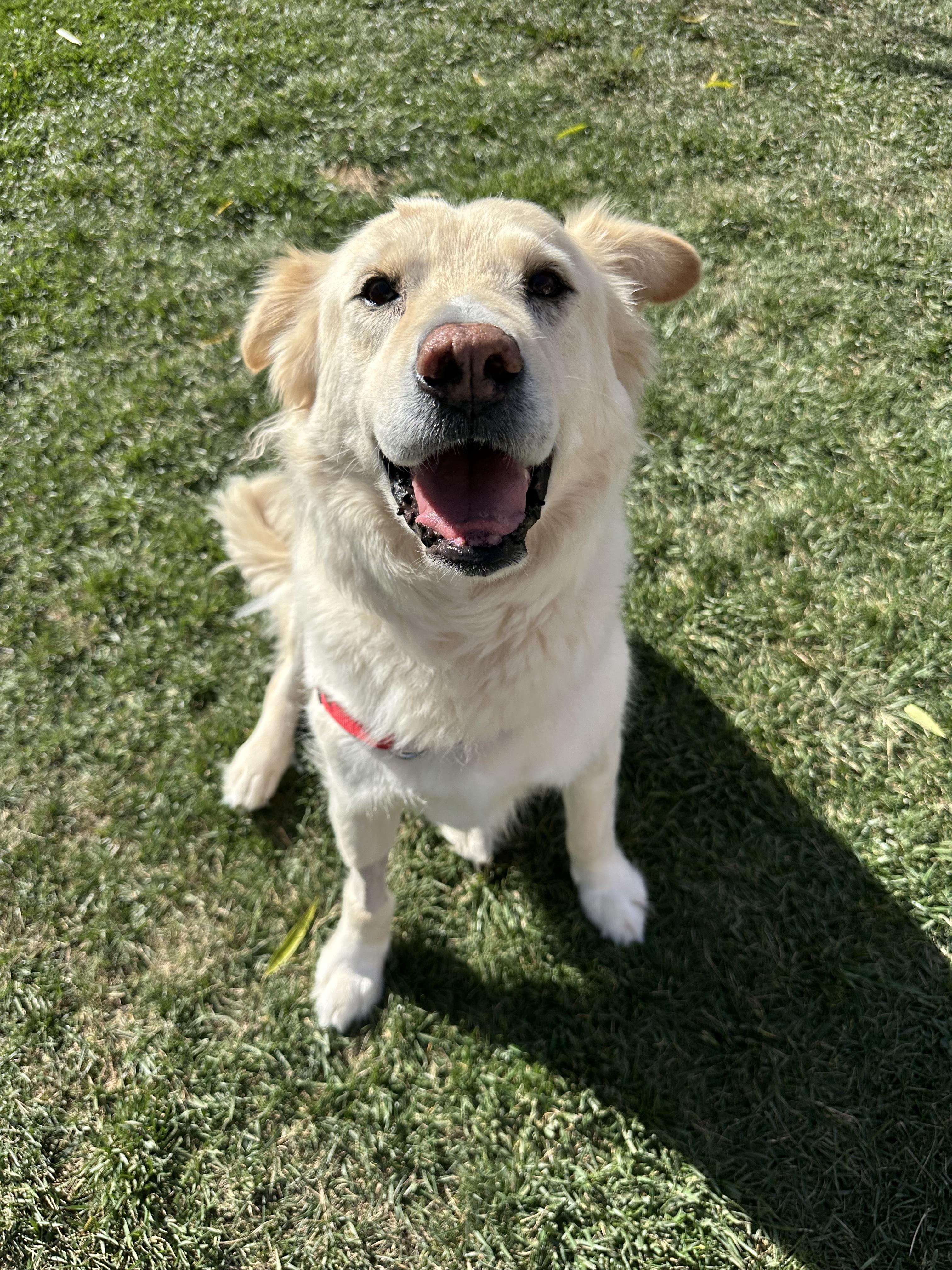 Joey, Adoptable, Senior Male Mixed Breed.