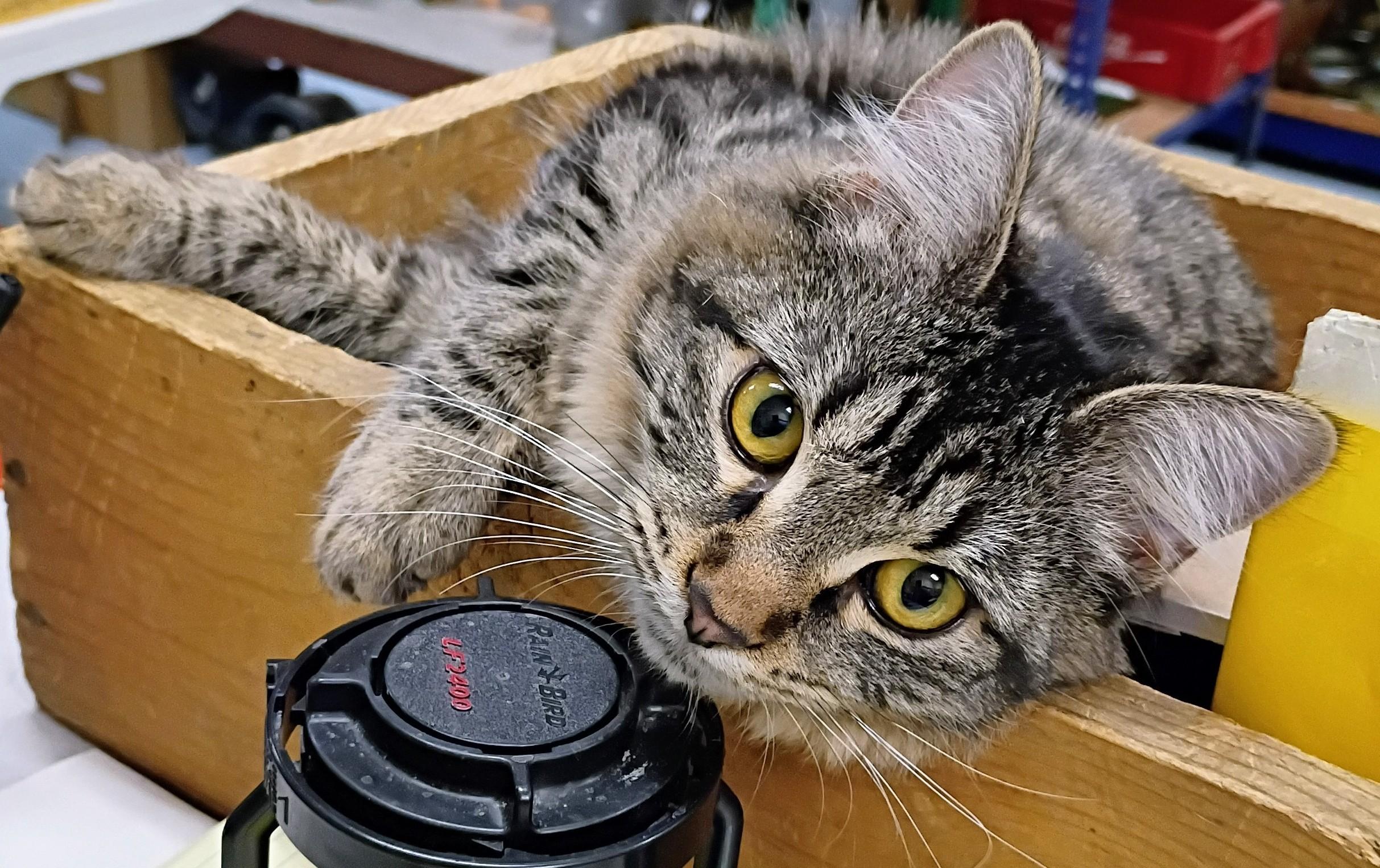 Chleo, Adoptable, Young Female Domestic Medium Hair.