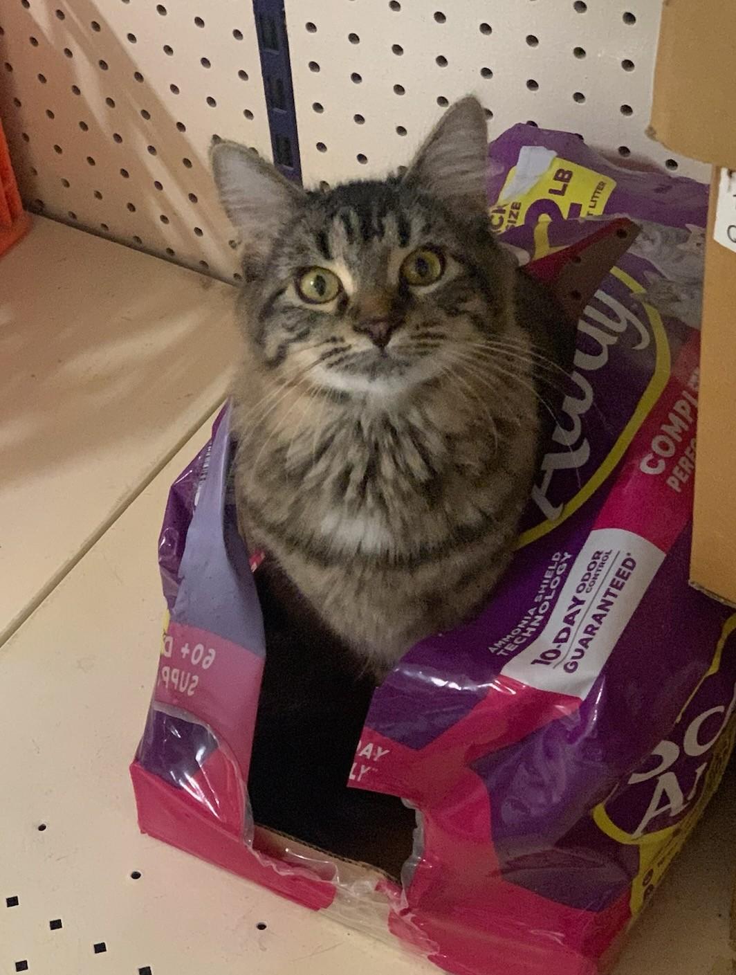 Enlarge Chleo, a Adoptable mixed breed in Buhl, ID image 2/6