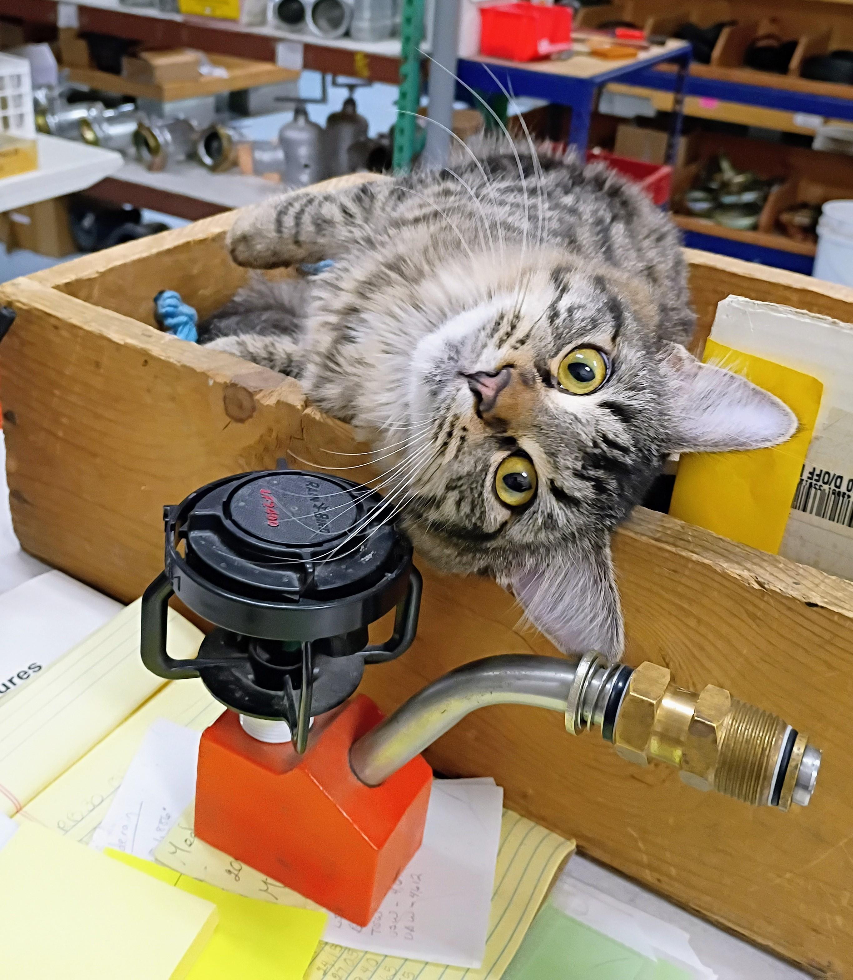 Enlarge Chleo, a Adoptable mixed breed in Buhl, ID image 3/6