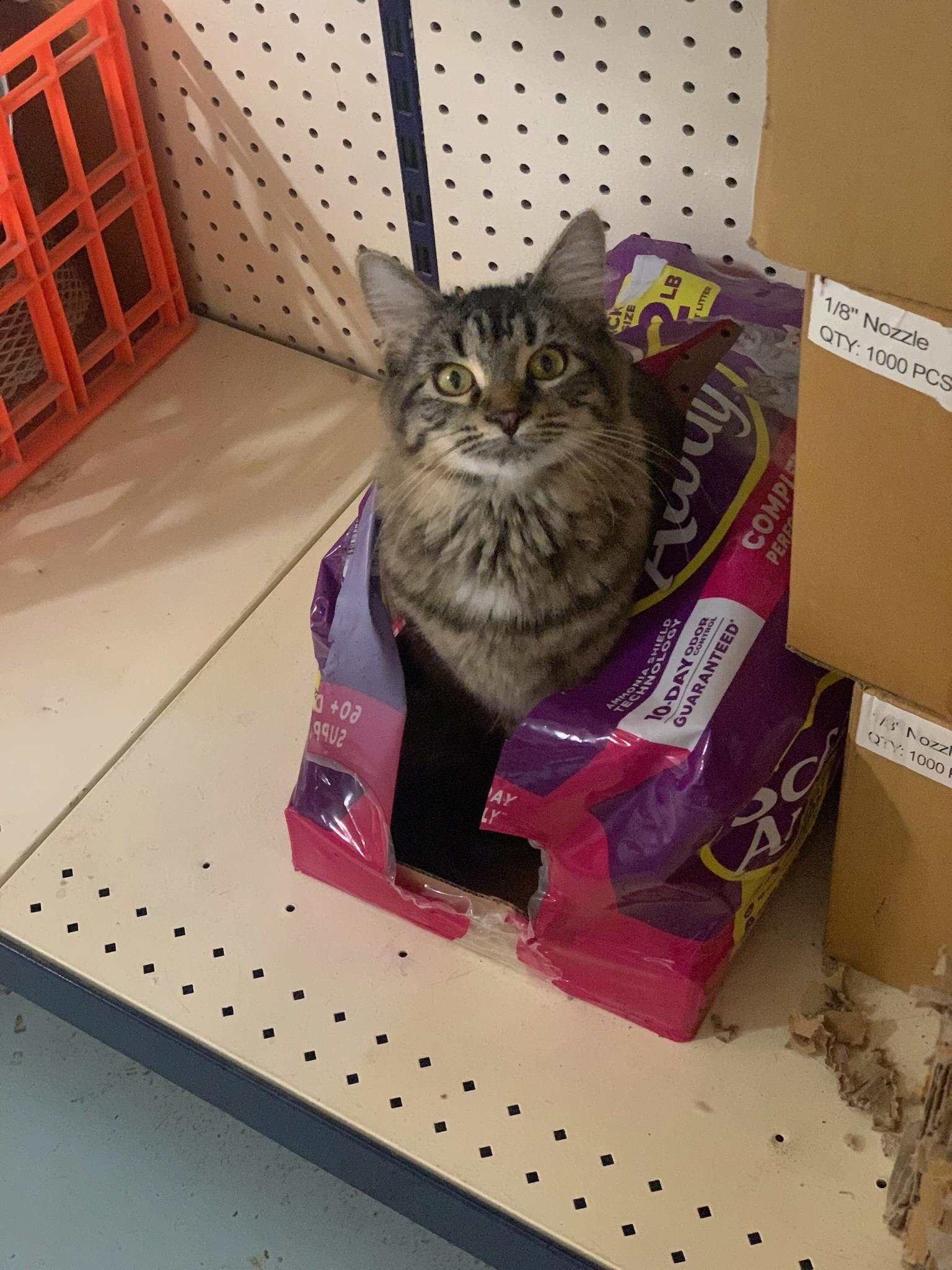 Enlarge Chleo, a Adoptable mixed breed in Buhl, ID image 4/6