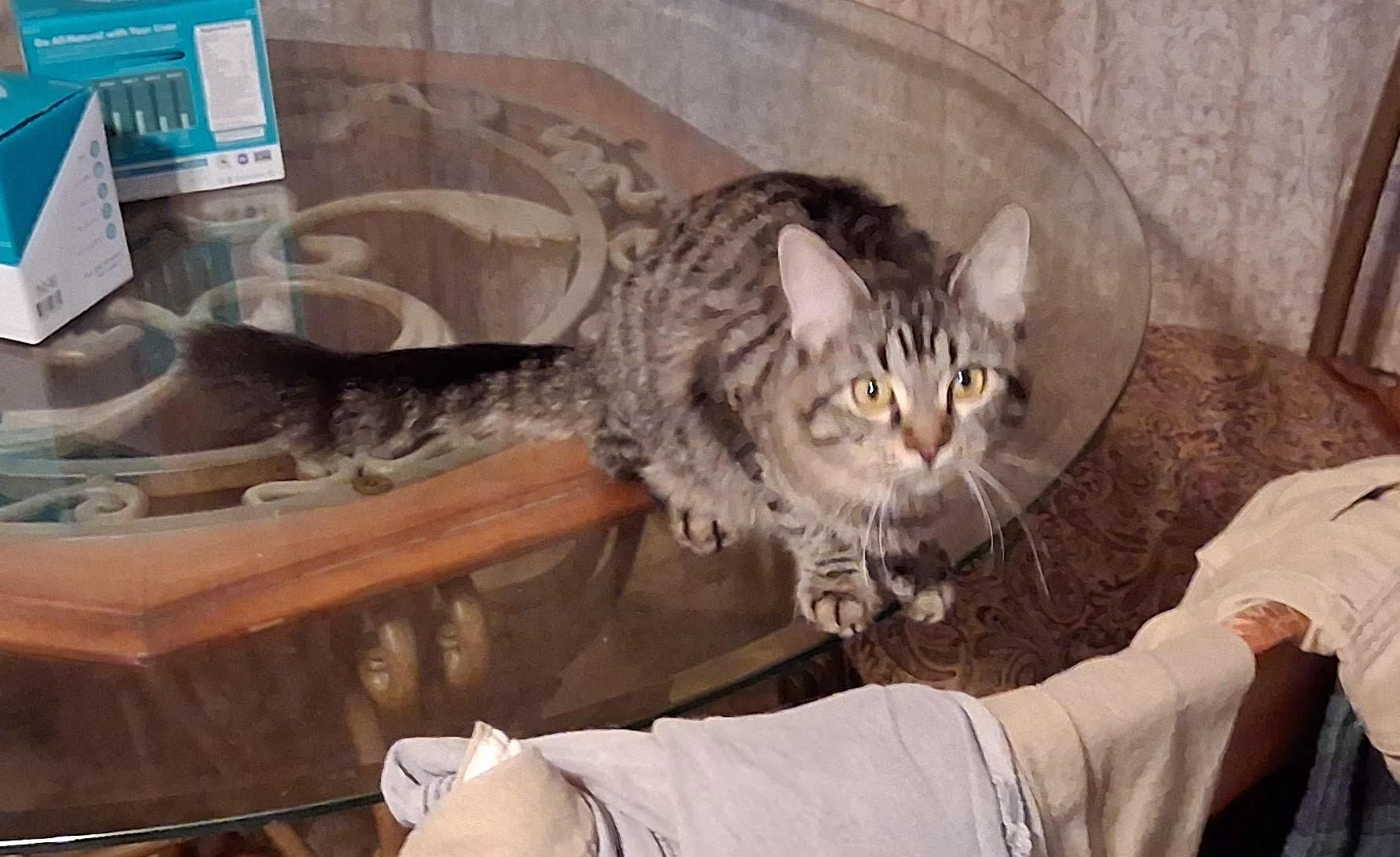 Enlarge Chleo, a Adoptable mixed breed in Buhl, ID image 5/6