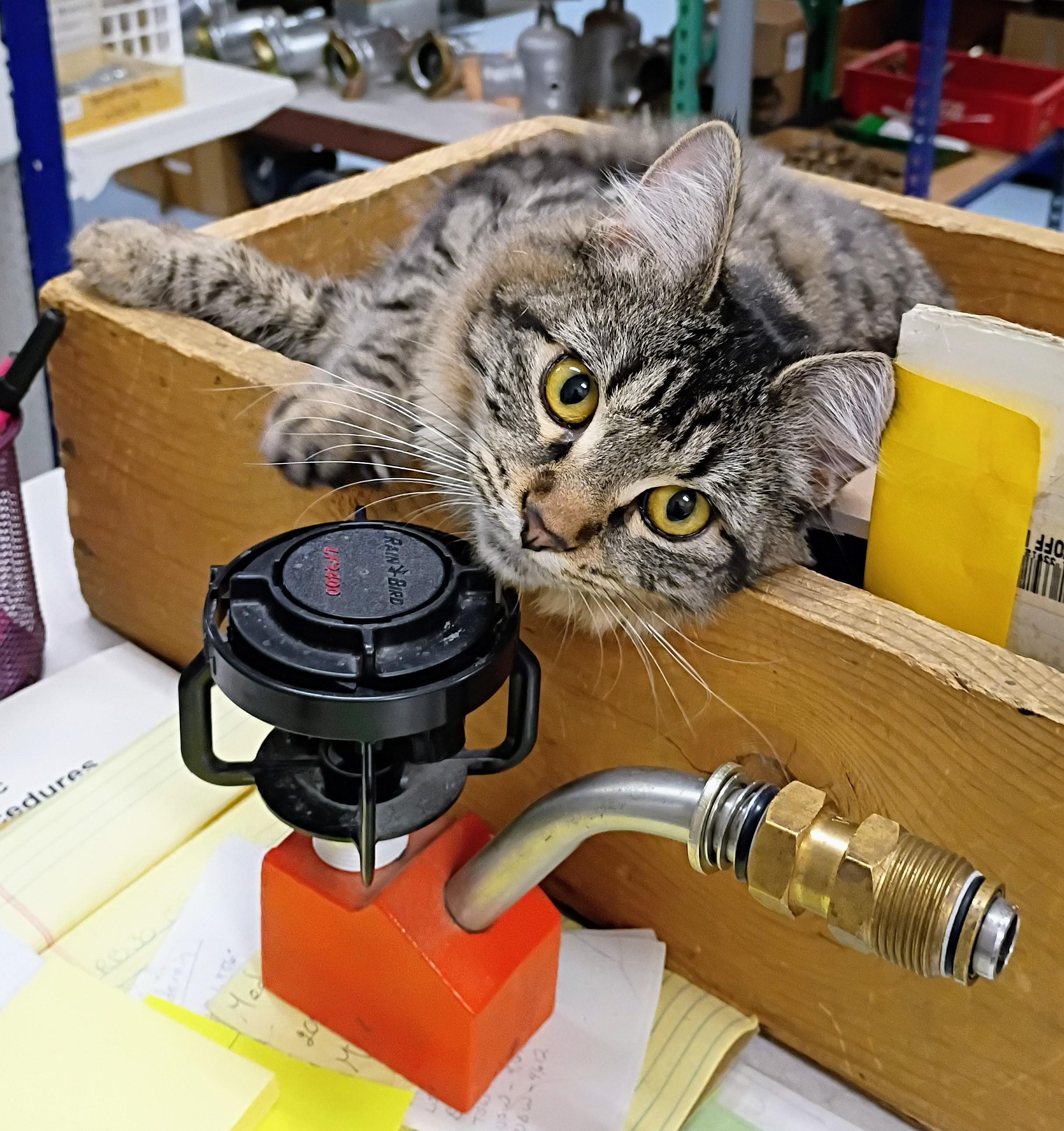 Enlarge Chleo, a Adoptable mixed breed in Buhl, ID image 6/6