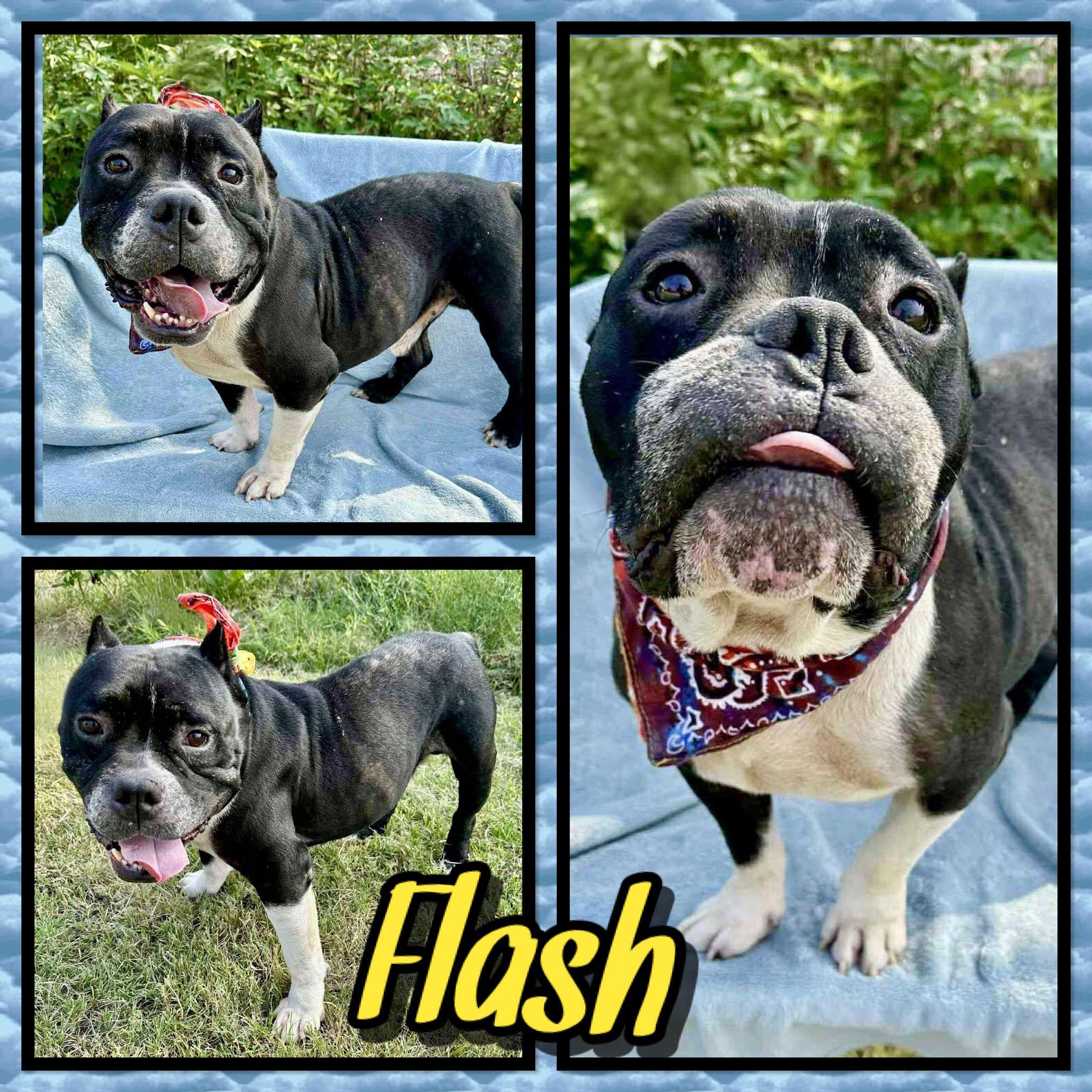 Flash, Adoptable, Senior Male American Bully.