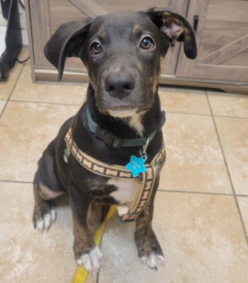 Sherman, Adoptable, Puppy Male Catahoula Leopard Dog.