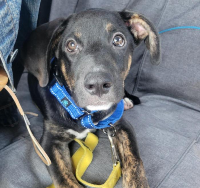 Sherman, a Adoptable Catahoula Leopard Dog in Manchaca, TX image 2/5