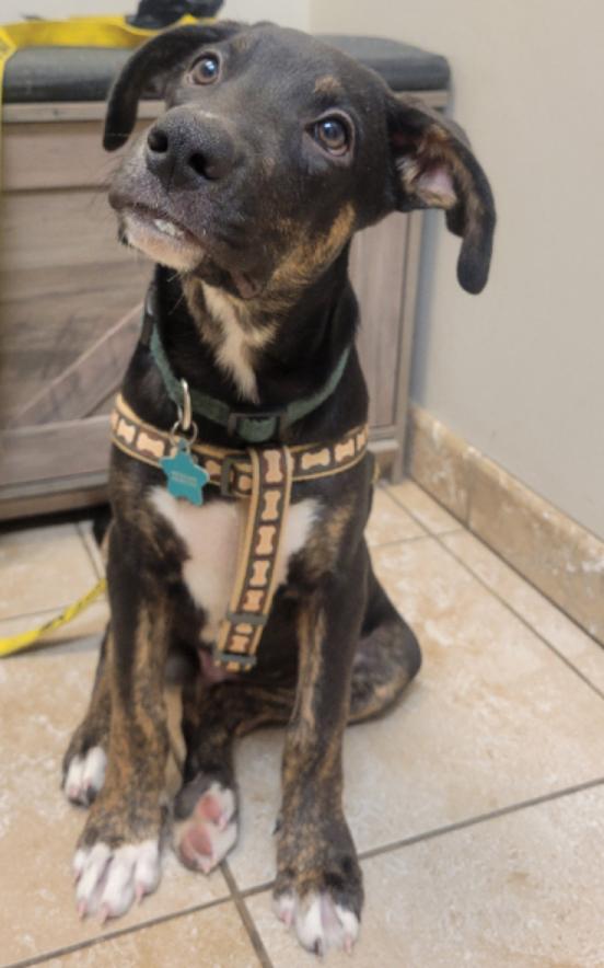 Sherman, a Adoptable Catahoula Leopard Dog in Manchaca, TX image 3/5