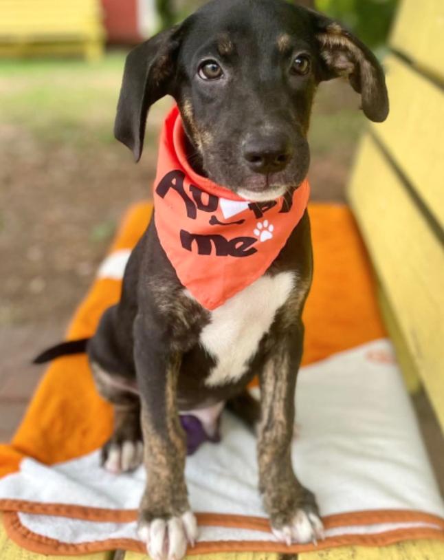 Sherman, a Adoptable Catahoula Leopard Dog in Manchaca, TX image 5/5