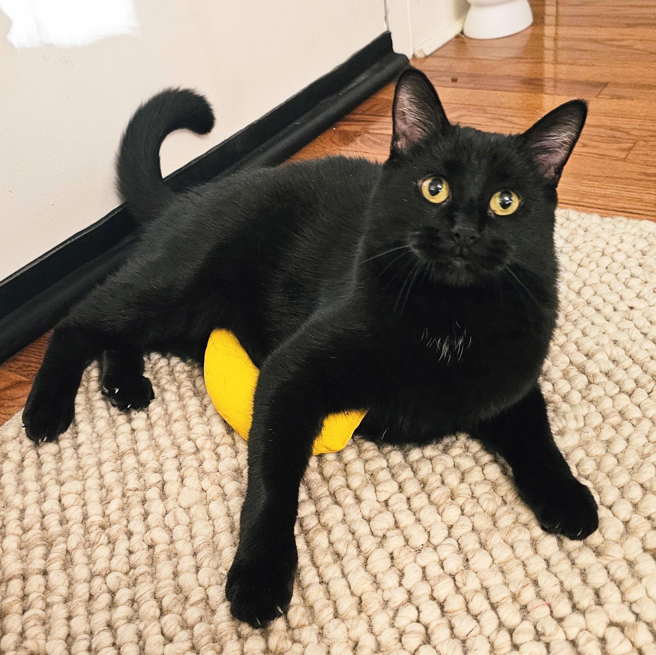 Leo, Adult Male Domestic Short Hair