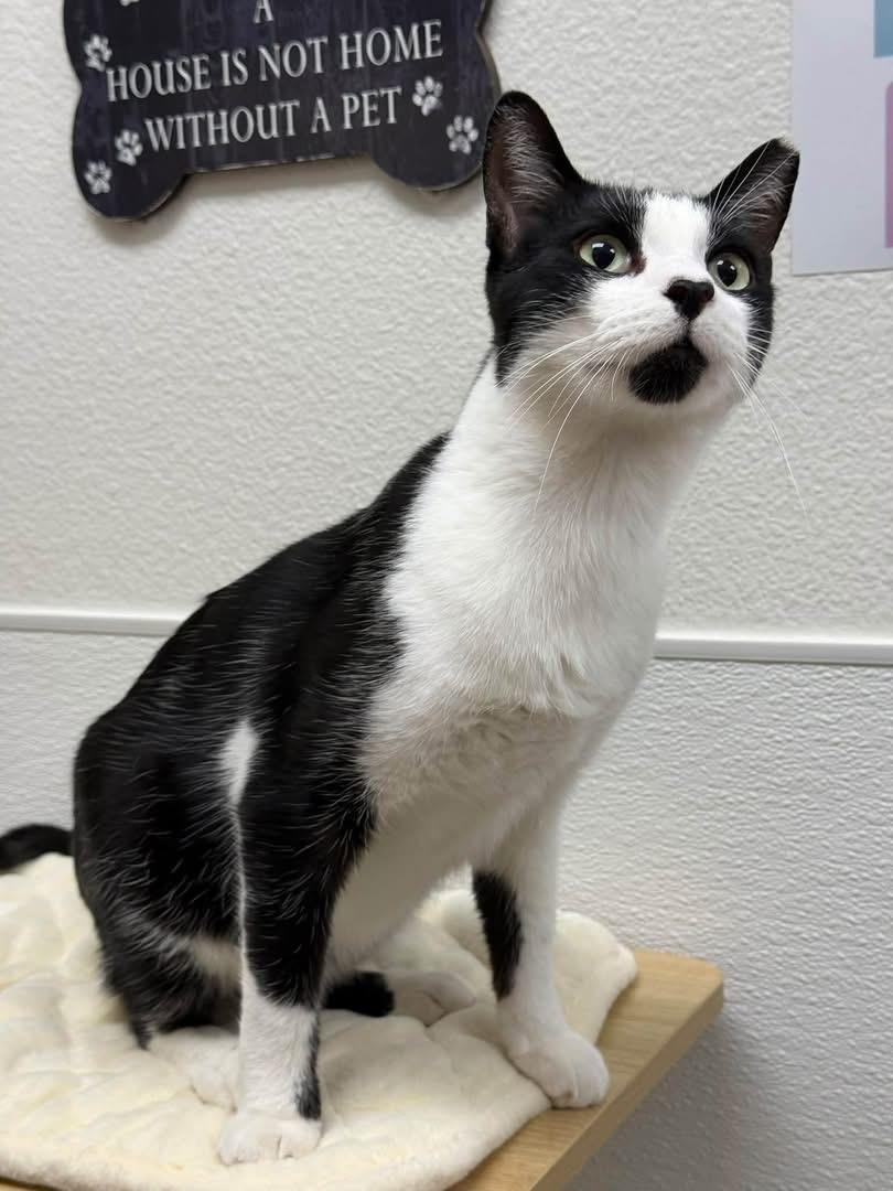 Enlarge Suede, a Adoptable Domestic Short Hair in Chandler, AZ image 5/5