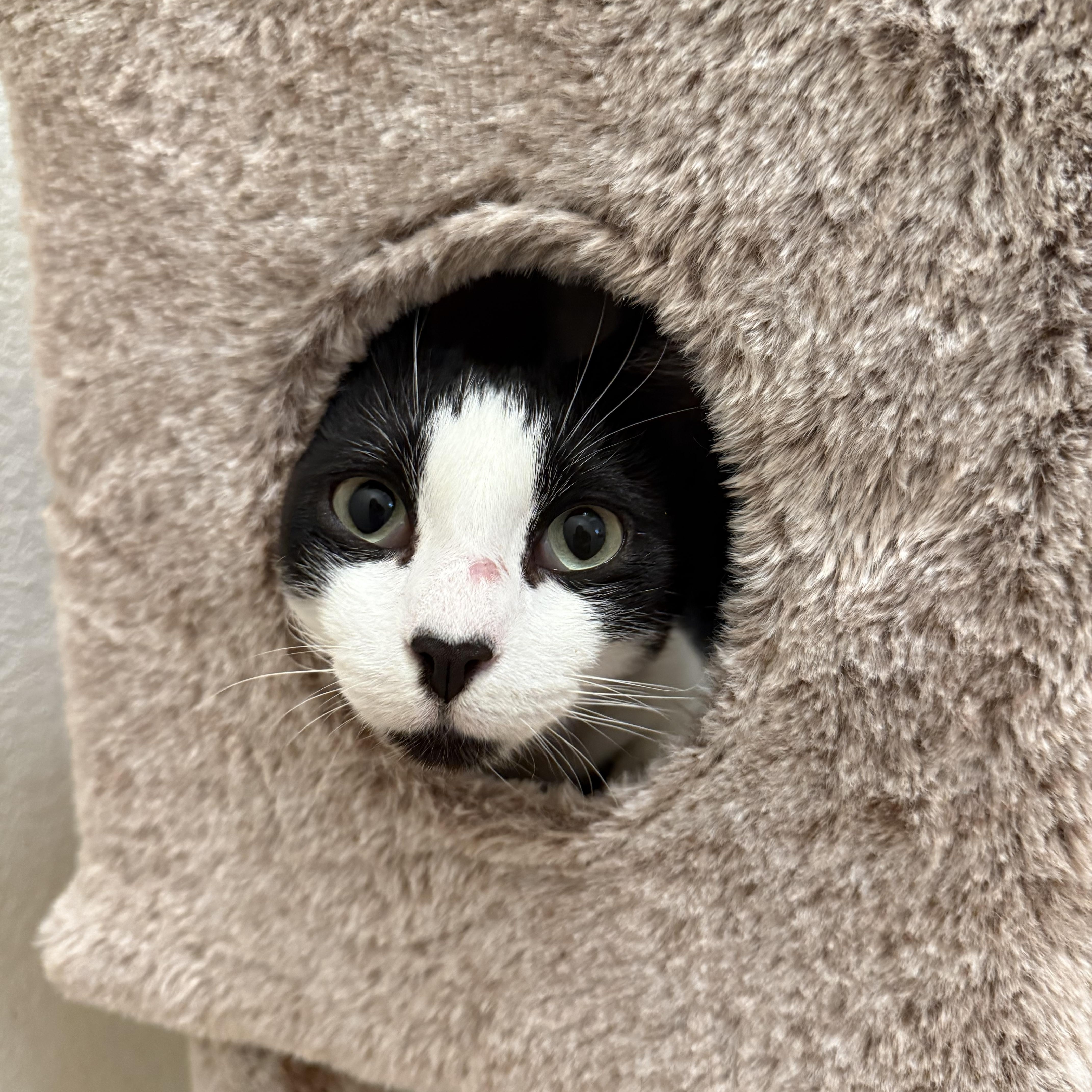Enlarge Suede, a Adoptable Domestic Short Hair in Chandler, AZ image 3/5