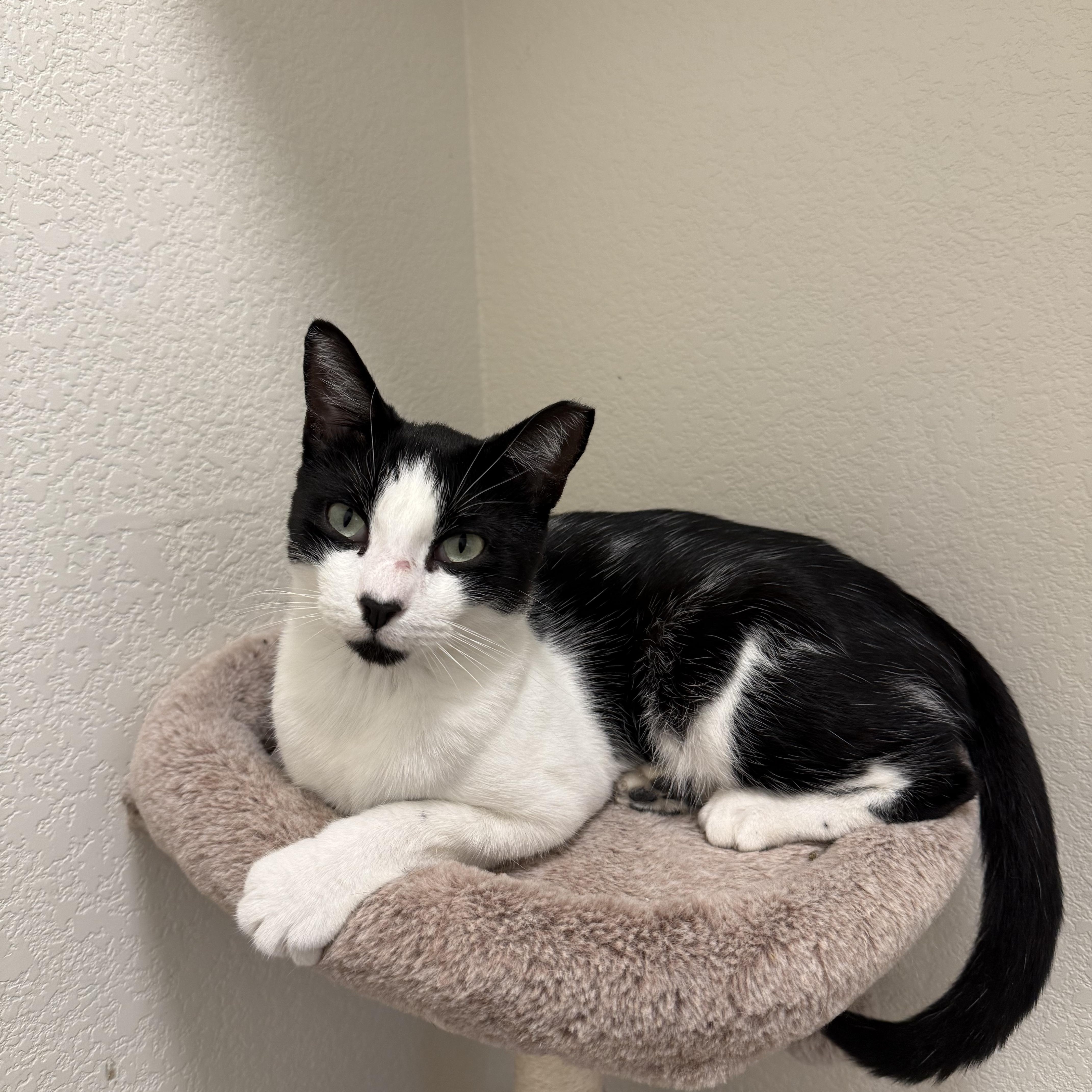 Enlarge Suede, a Adoptable Domestic Short Hair in Chandler, AZ image 4/5