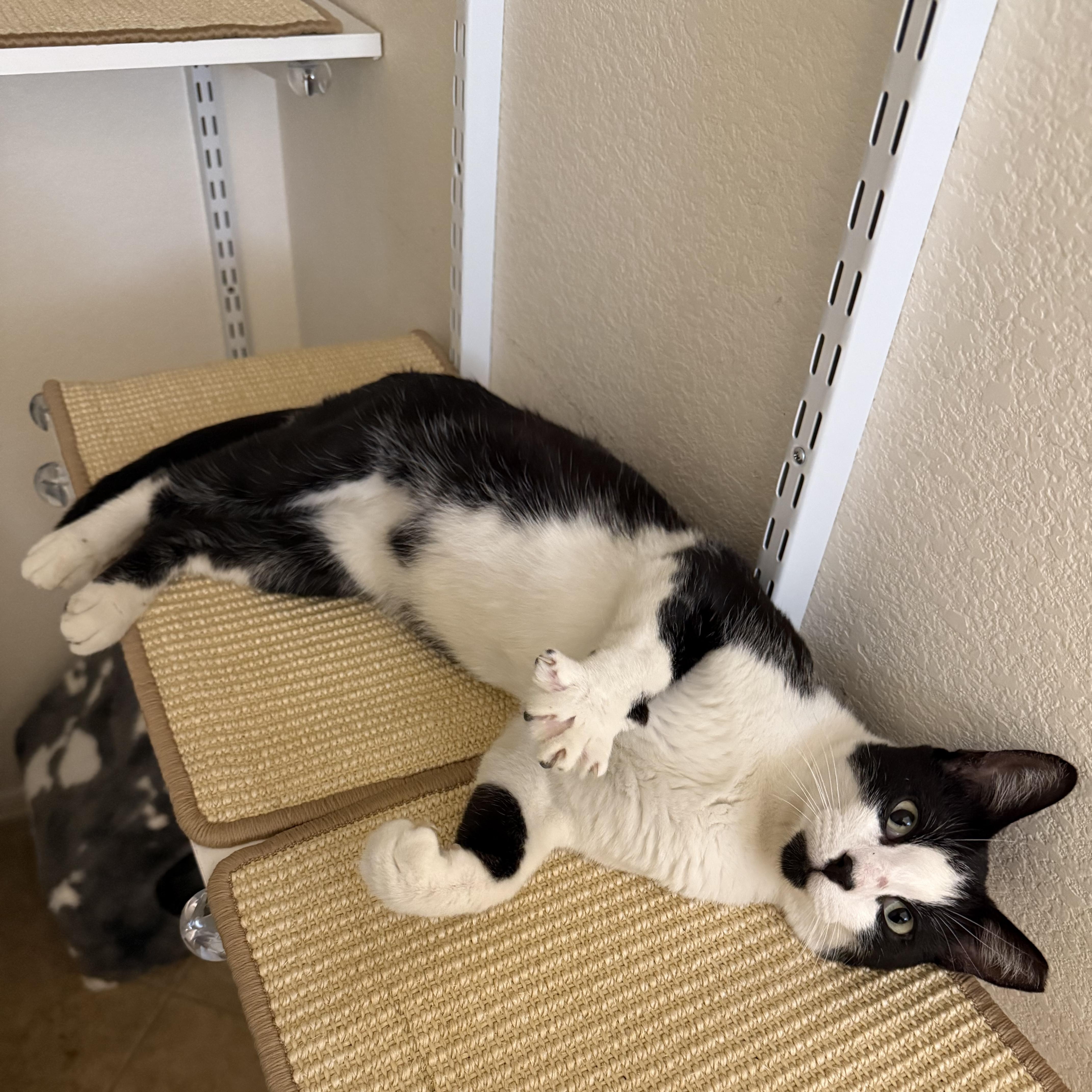 Suede, Adoptable, Young Male Domestic Short Hair.