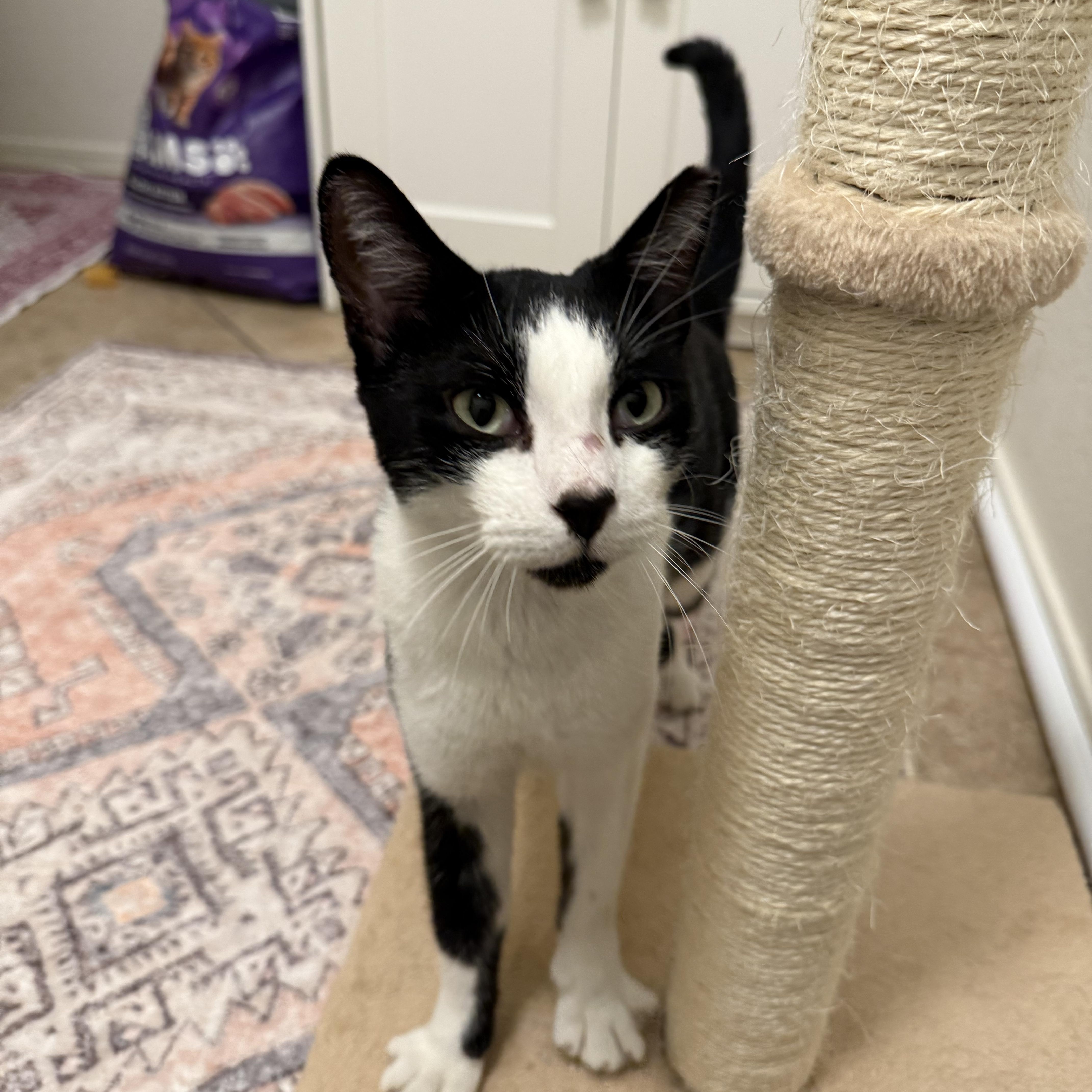 Enlarge Suede, a Adoptable Domestic Short Hair in Chandler, AZ image 2/5