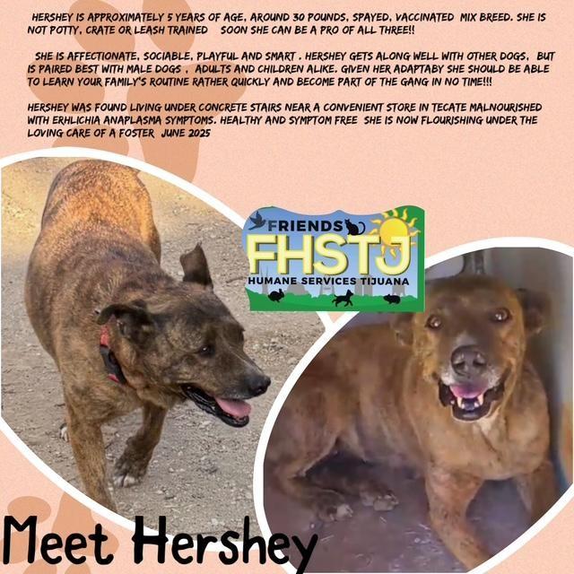 Hershey