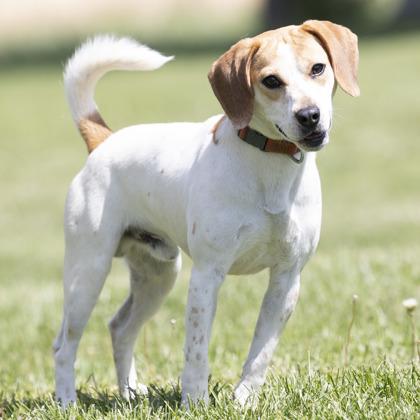 Bagel, adopted, Adult Male Beagle.