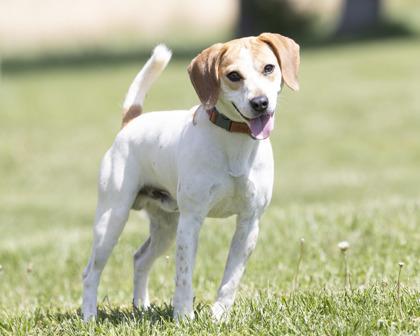 Bagel, an adopted mixed breed in Bedford, IN image 3/3