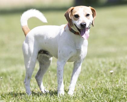 Bagel, an adopted mixed breed in Bedford, IN image 2/3