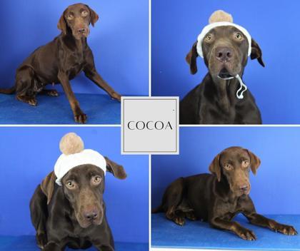 Enlarge Cocoa, a Adoptable mixed breed in Port Allen, LA image 1/1