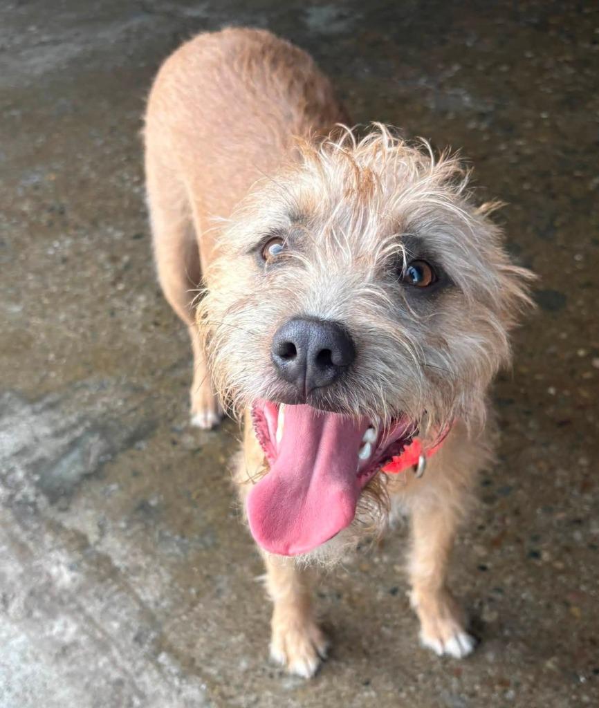 Enlarge Troup, a Adoptable mixed breed in Warren, MI image 1/3