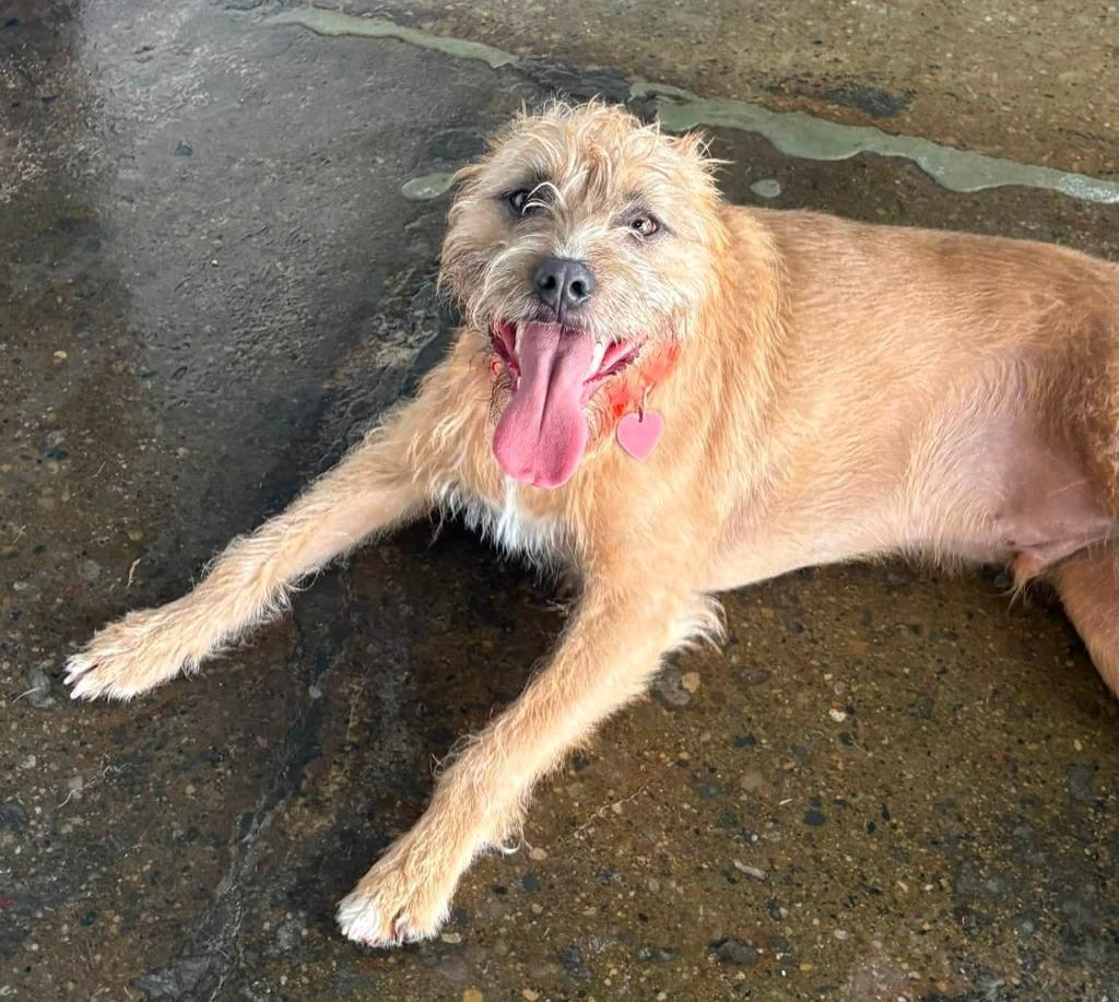 Enlarge Troup, a Adoptable mixed breed in Warren, MI image 2/3