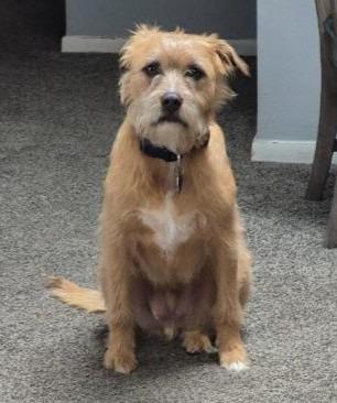 Enlarge Troup, a Adoptable mixed breed in Warren, MI image 3/3
