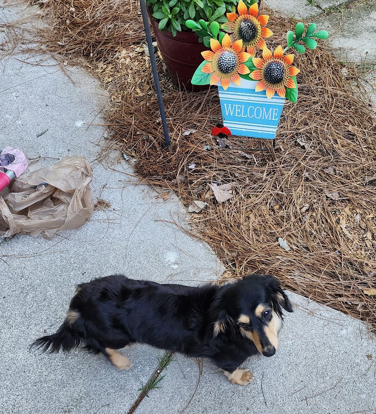 Enlarge Skylar in TN, a ADOPTABLE Dachshund (Long Haired) in Alcoa, TN image 6/6