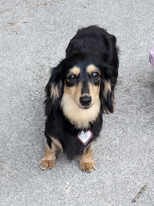 Enlarge Skylar in TN, a ADOPTABLE Dachshund (Long Haired) in Alcoa, TN image 5/6