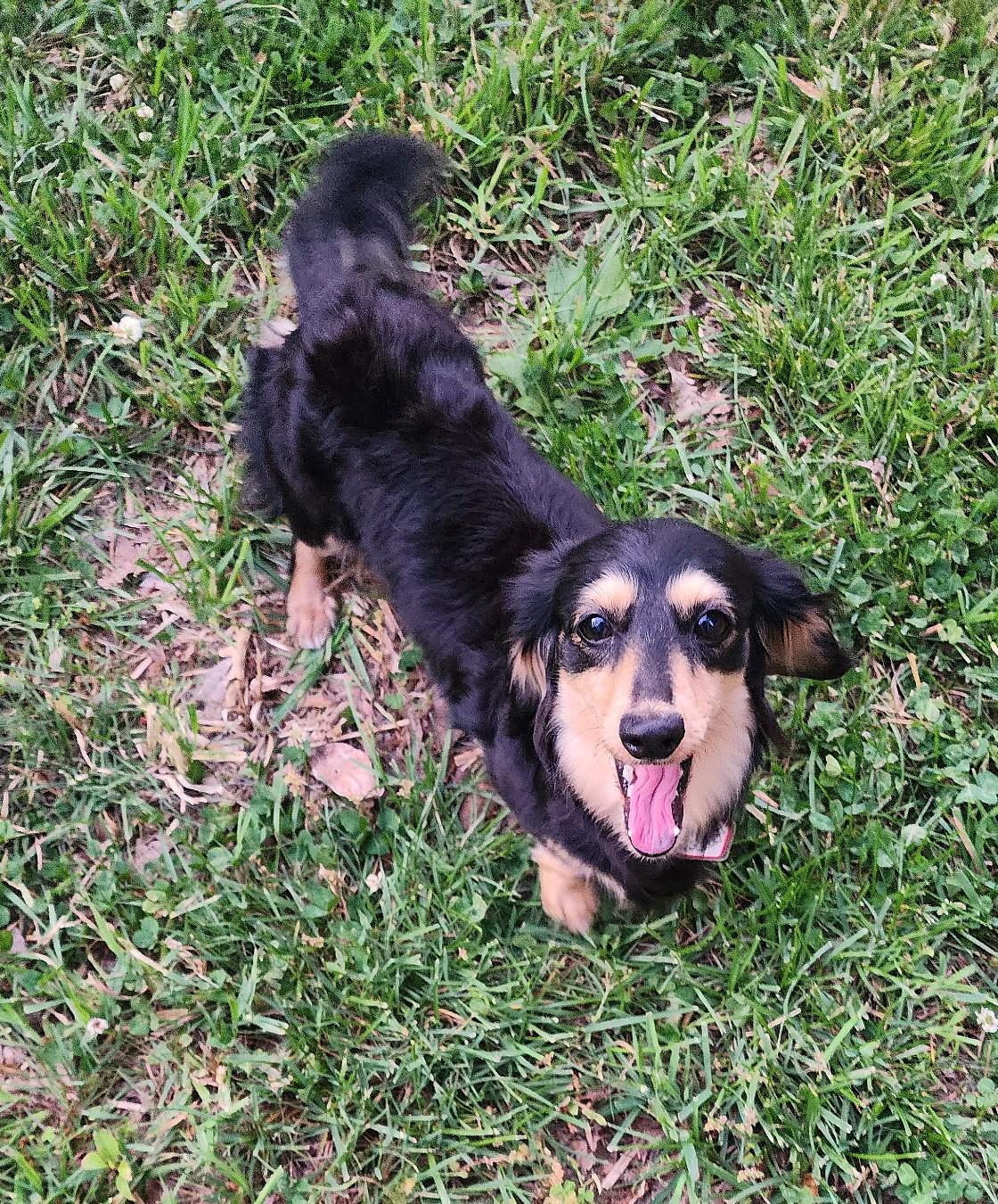 Enlarge Skylar in TN, a ADOPTABLE Dachshund (Long Haired) in Alcoa, TN image 4/6