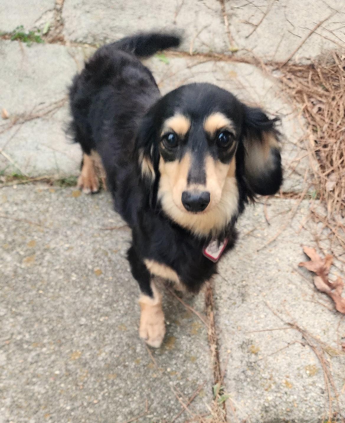 Enlarge Skylar in TN, a ADOPTABLE Dachshund (Long Haired) in Alcoa, TN image 3/6