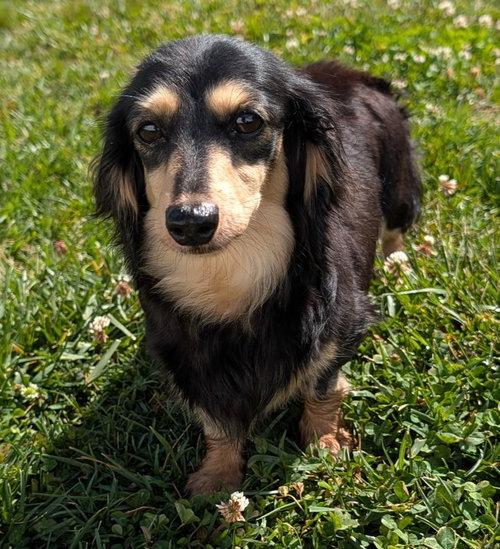 Enlarge Skylar in TN, a ADOPTABLE Dachshund (Long Haired) in Alcoa, TN image 1/6