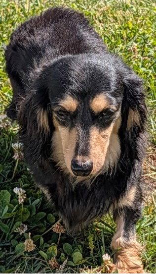 Enlarge Skylar in TN, a ADOPTABLE Dachshund (Long Haired) in Alcoa, TN image 2/6
