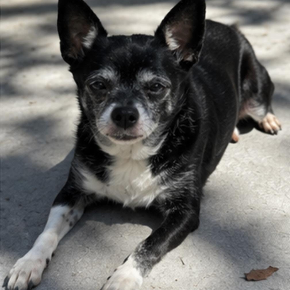 Abby , an adopted mixed breed in Pelham, NH image 4/6