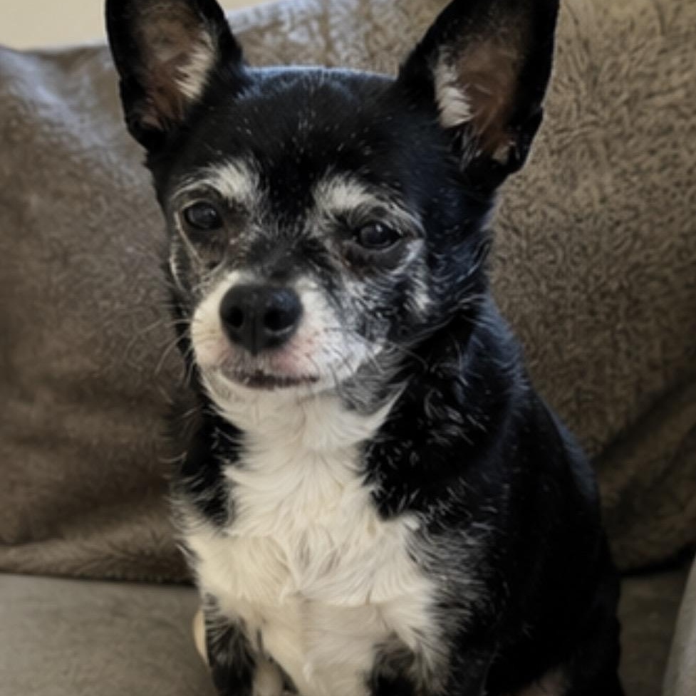 Abby , an adopted mixed breed in Pelham, NH image 6/6