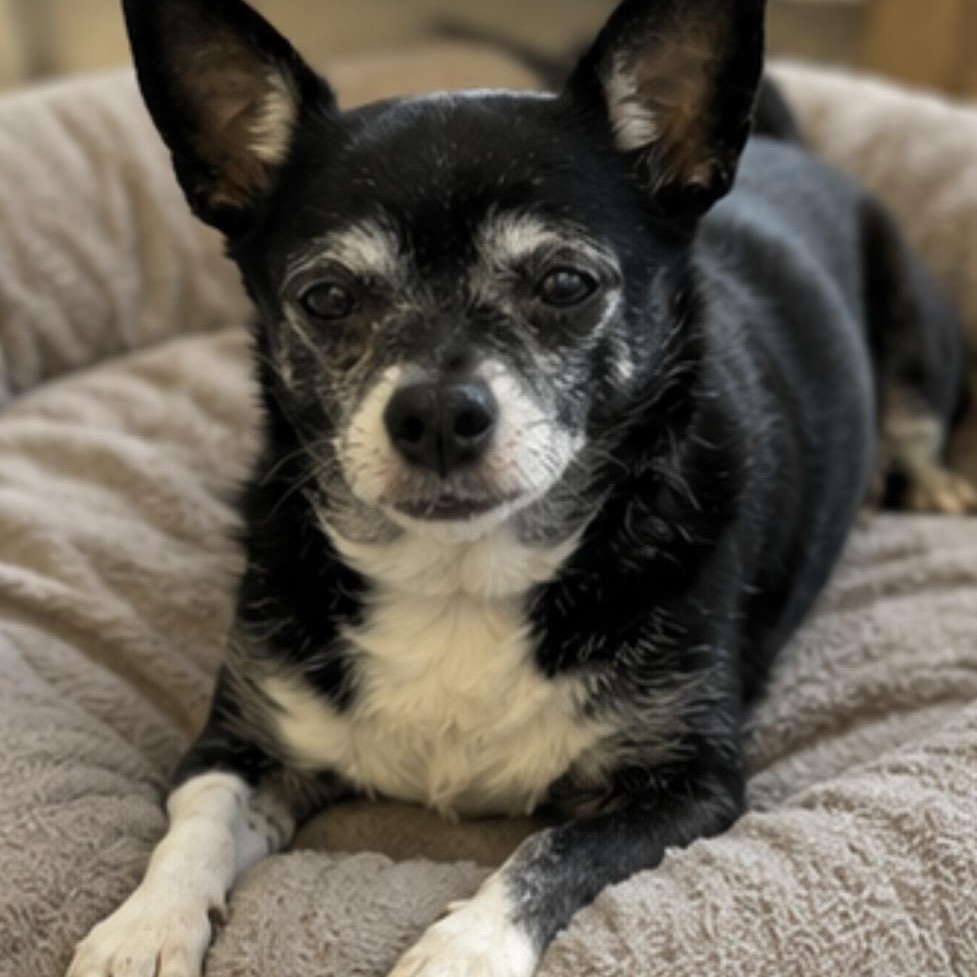 Abby , an adopted mixed breed in Pelham, NH image 1/6
