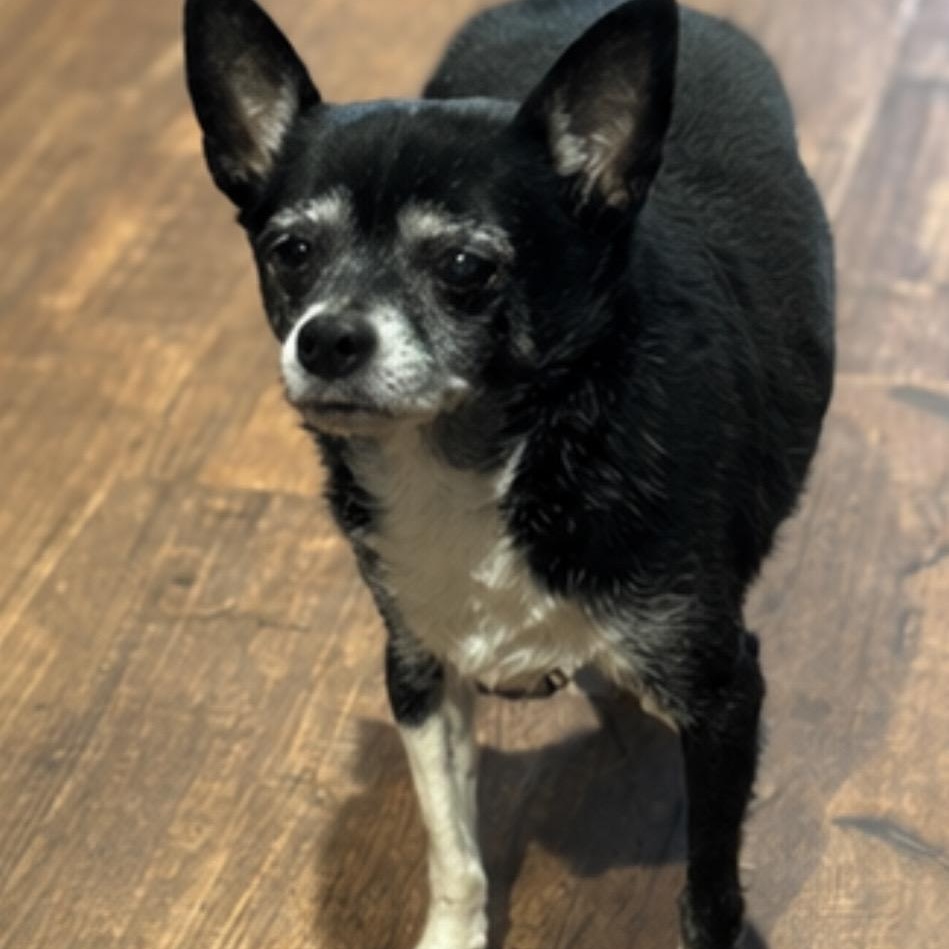 Abby , an adopted mixed breed in Pelham, NH image 2/6
