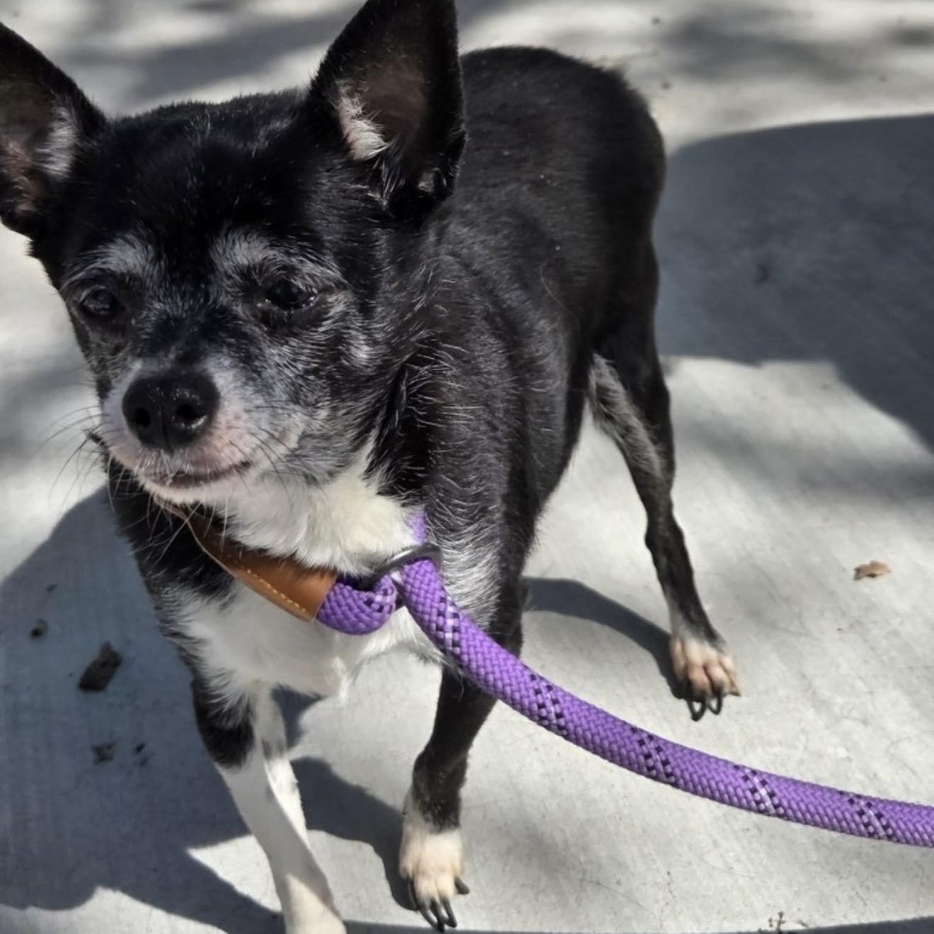 Abby , an adopted mixed breed in Pelham, NH image 5/6