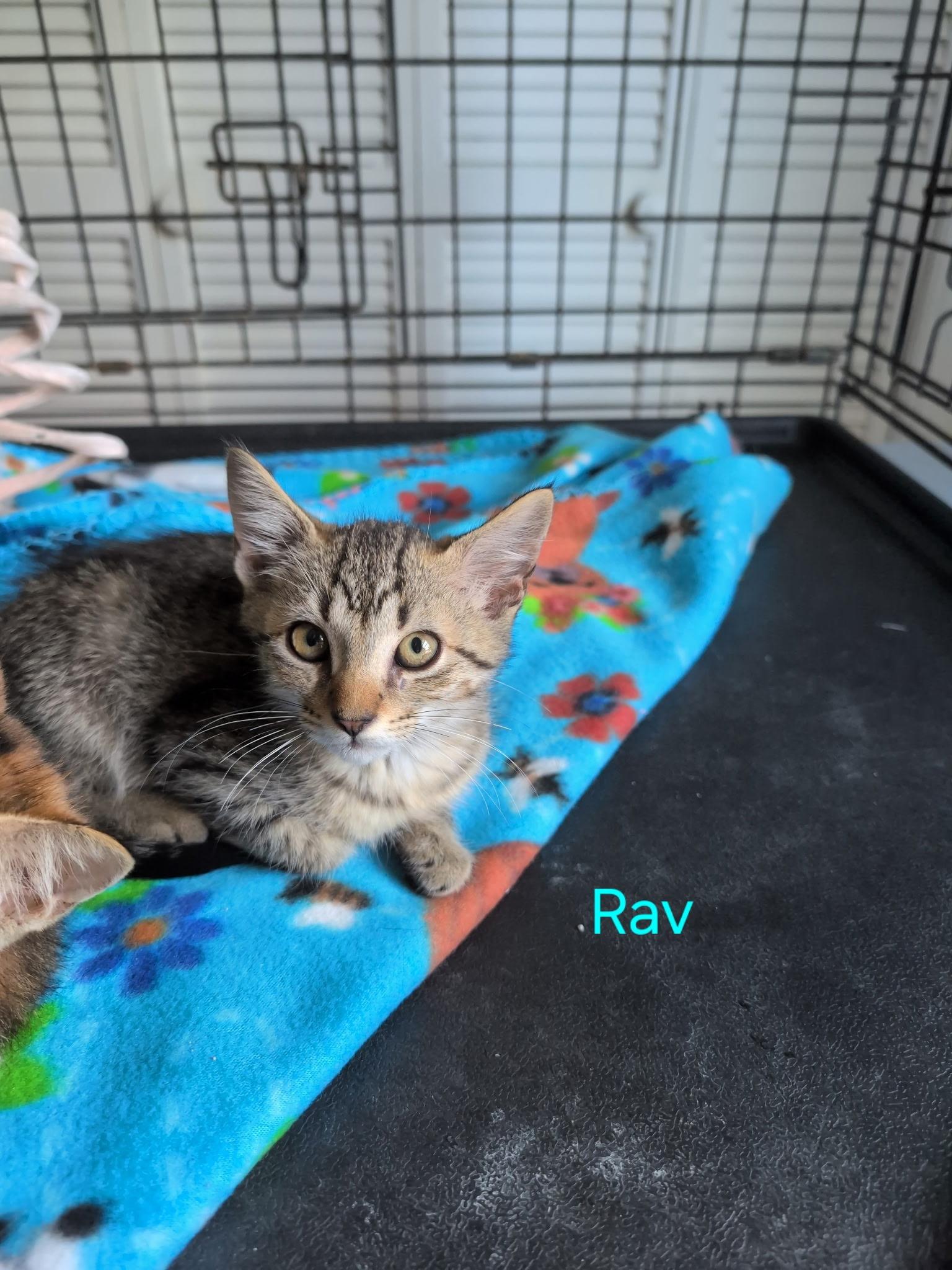 Rav, Adoptable, Kitten Male Tabby.