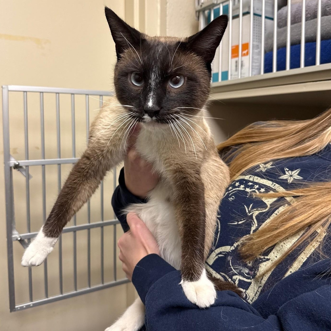 Enlarge Sesame, a ADOPTABLE Domestic Short Hair in Kearney, NE image 1/1