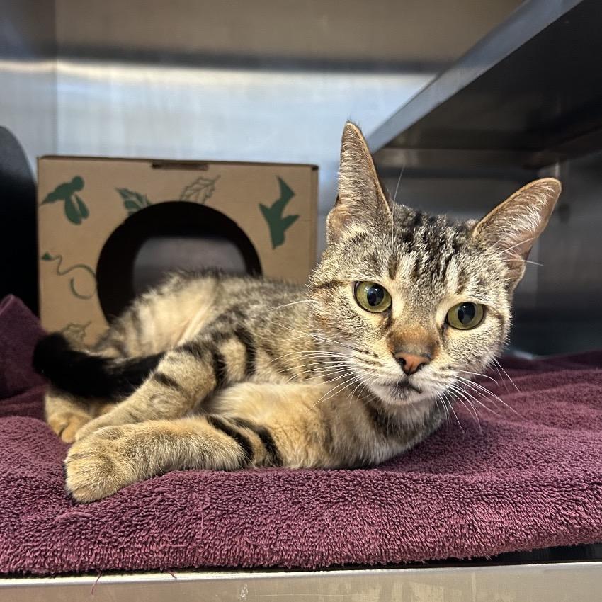 Enlarge Eartha Kitty, a Adoptable Domestic Short Hair in Chicago, IL image 2/2