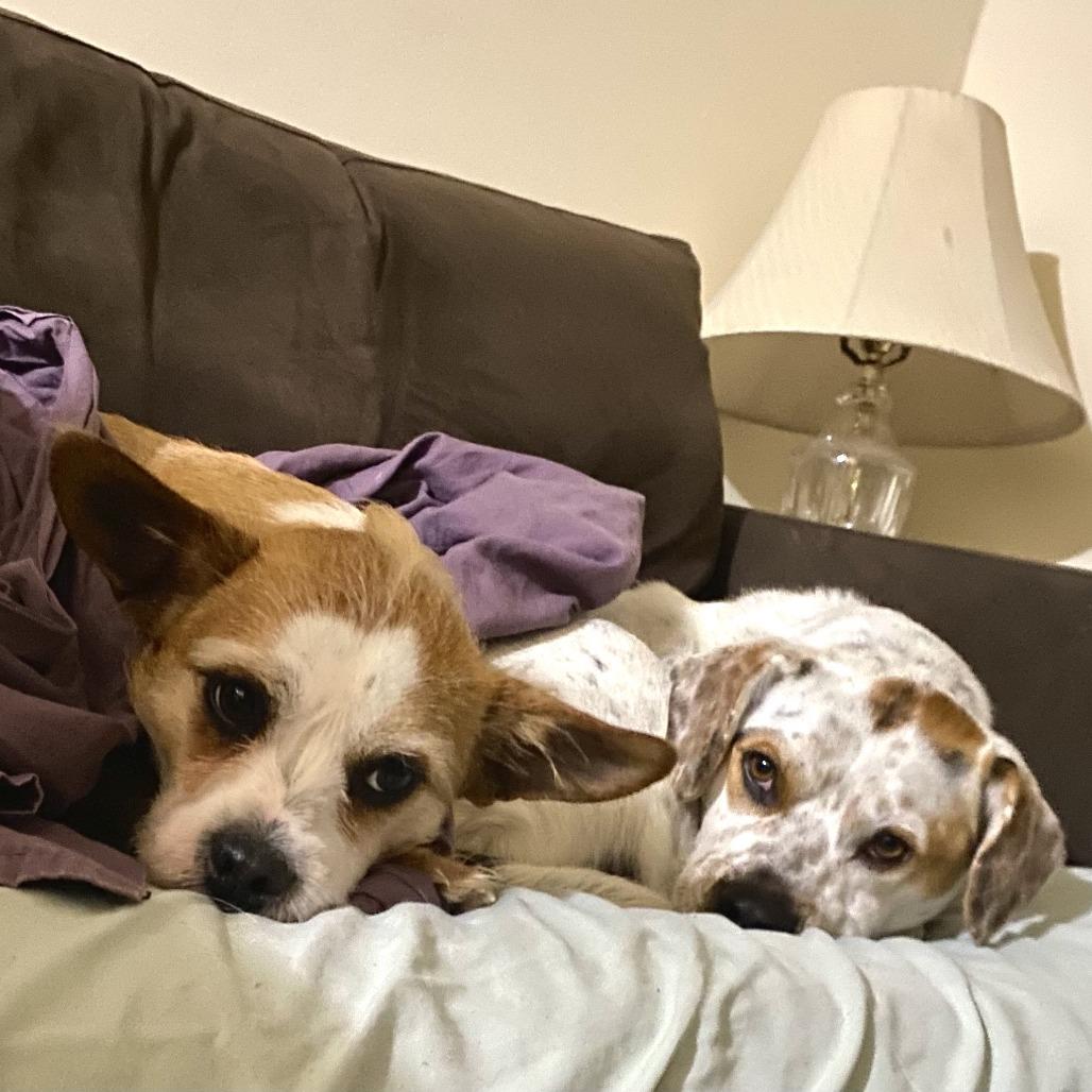 Chip, Adoptable, Adult Male Beagle.