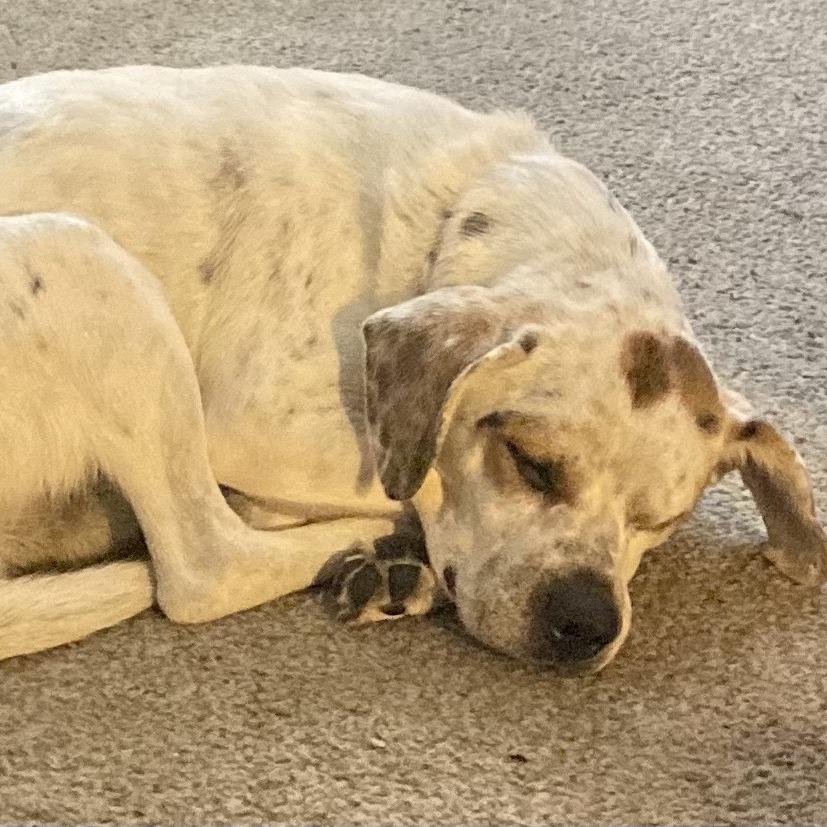 Enlarge Chip, a Adoptable Beagle in Harrisonburg, VA image 2/6