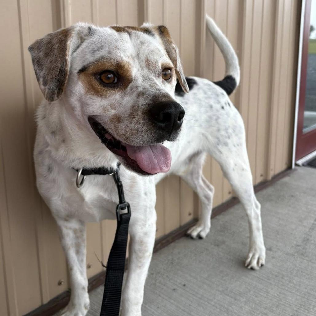 Enlarge Chip, a Adoptable Beagle in Harrisonburg, VA image 3/6