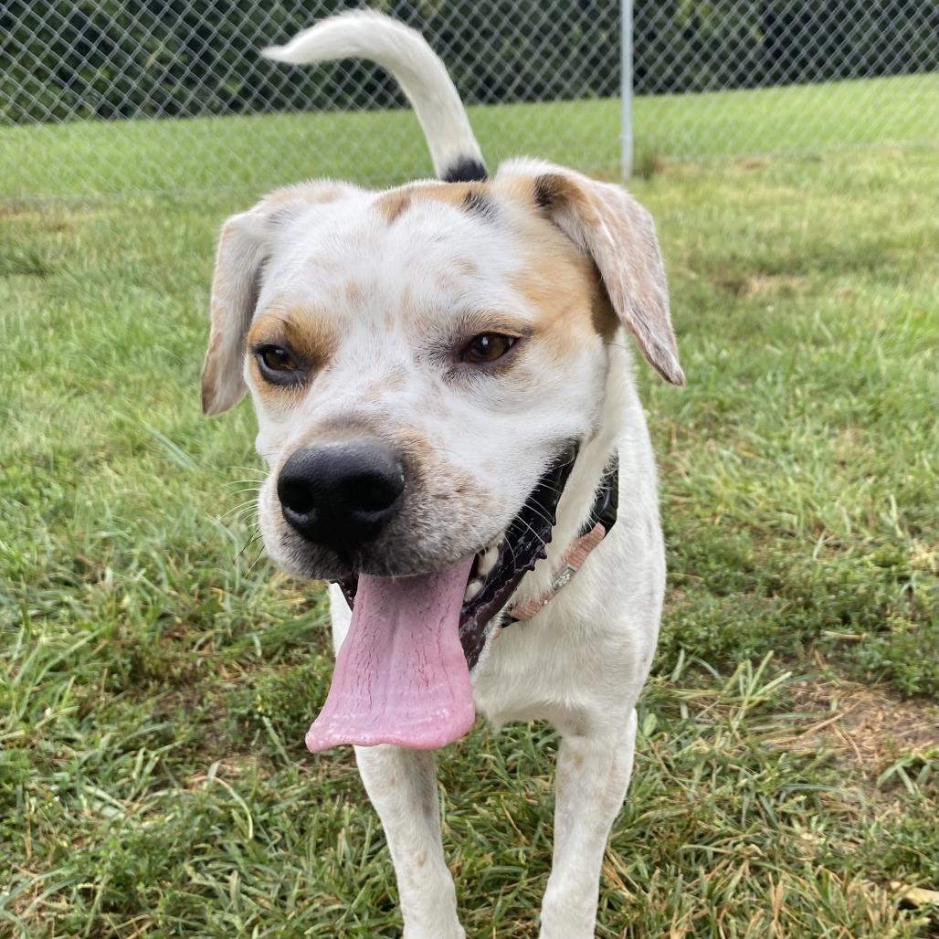 Enlarge Chip, a Adoptable Beagle in Harrisonburg, VA image 4/6