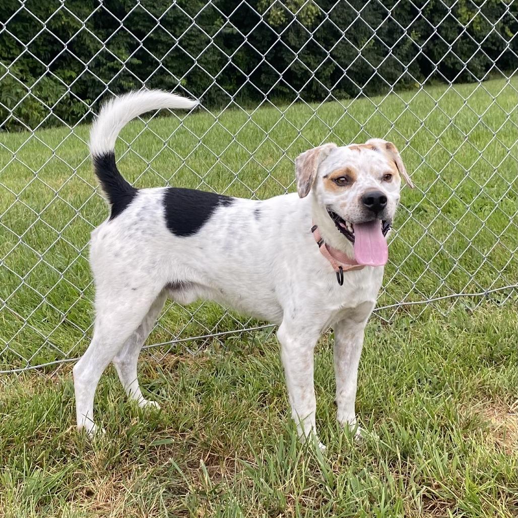 Enlarge Chip, a Adoptable Beagle in Harrisonburg, VA image 5/6