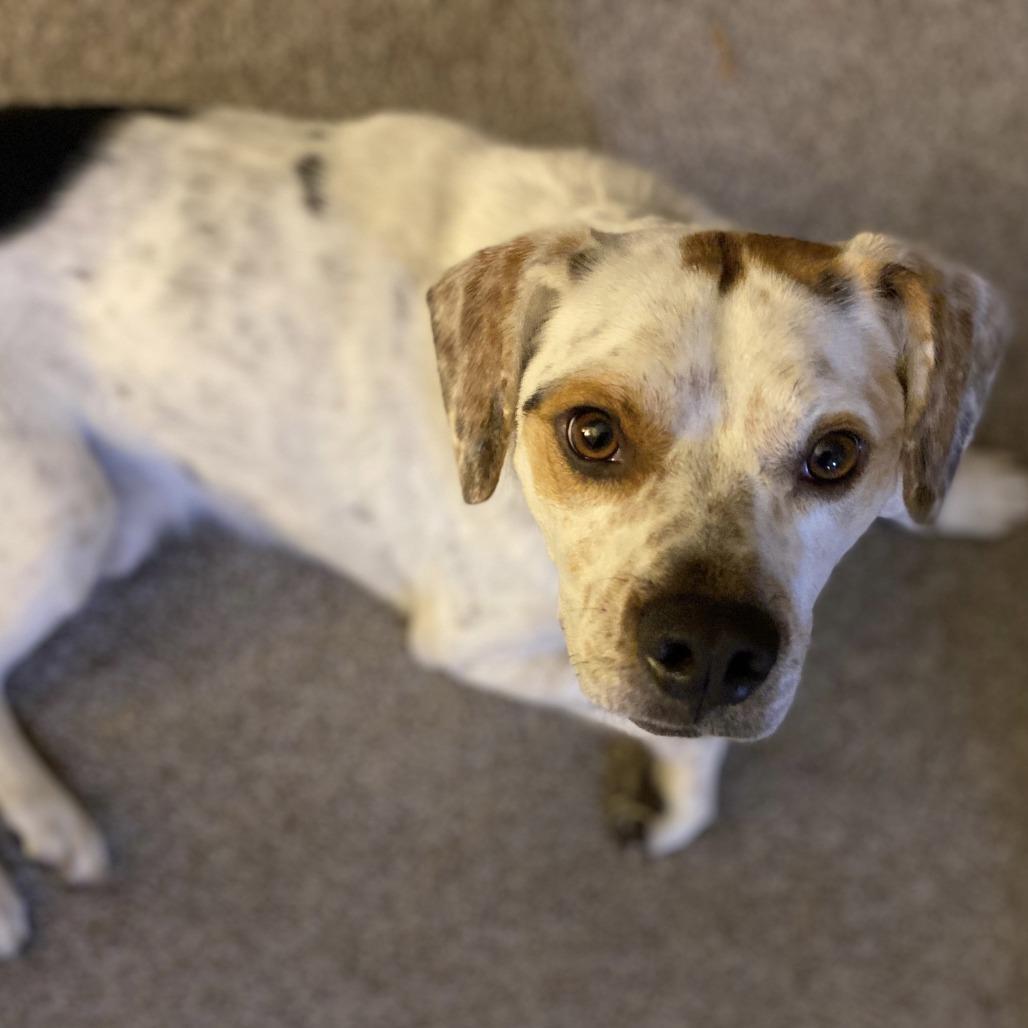 Enlarge Chip, a Adoptable Beagle in Harrisonburg, VA image 6/6