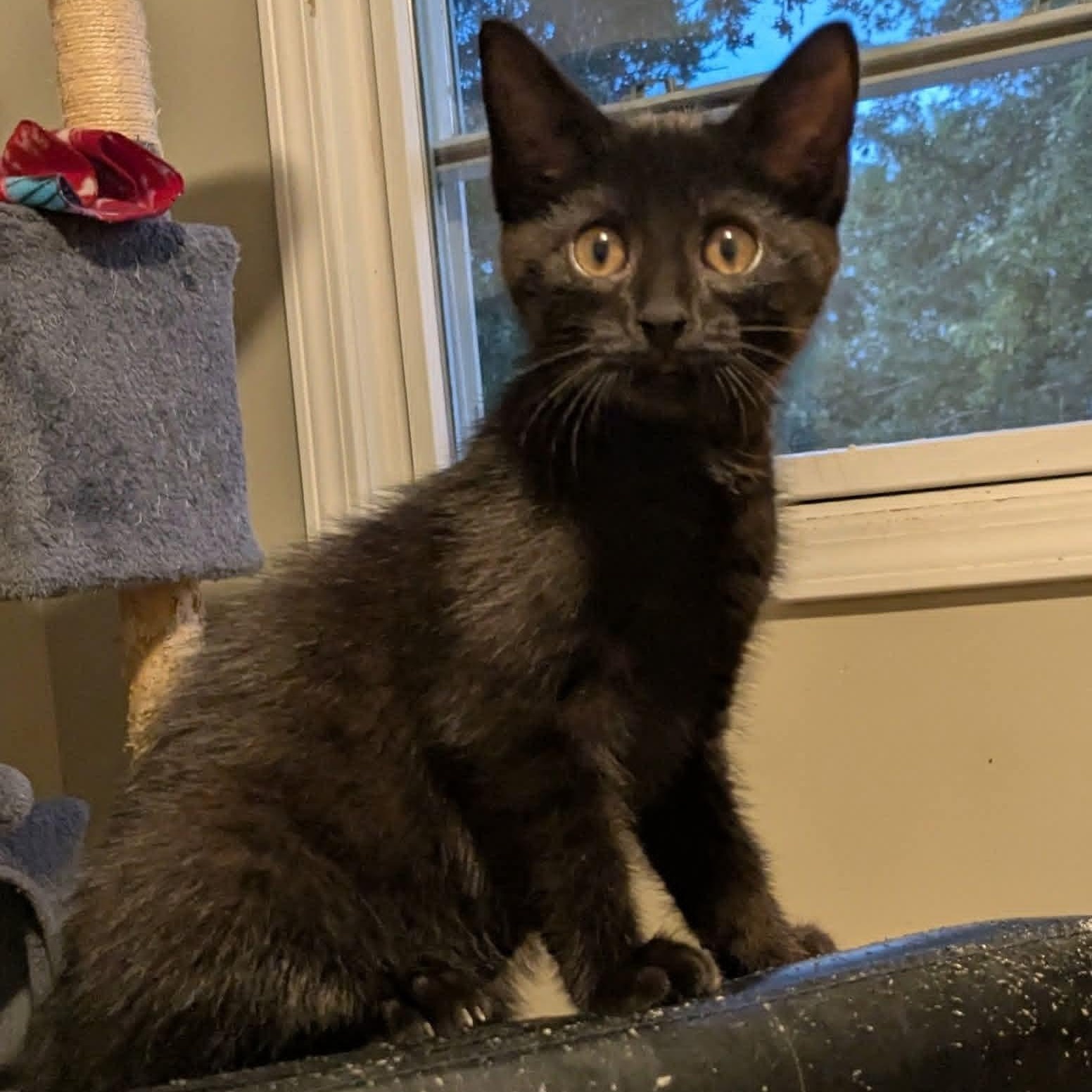 Enlarge Cinder, a Adoptable Domestic Short Hair in Kentwood, MI image 6/6