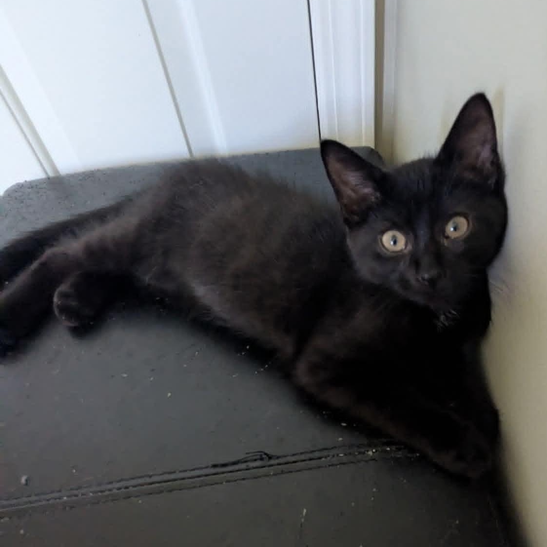 Enlarge Cinder, a Adoptable Domestic Short Hair in Kentwood, MI image 2/6