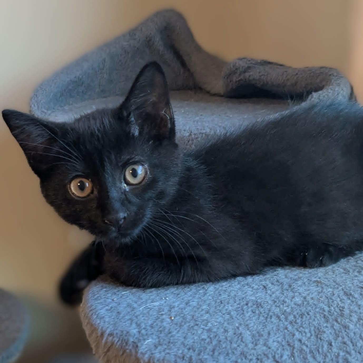 Enlarge Cinder, a Adoptable Domestic Short Hair in Kentwood, MI image 3/6